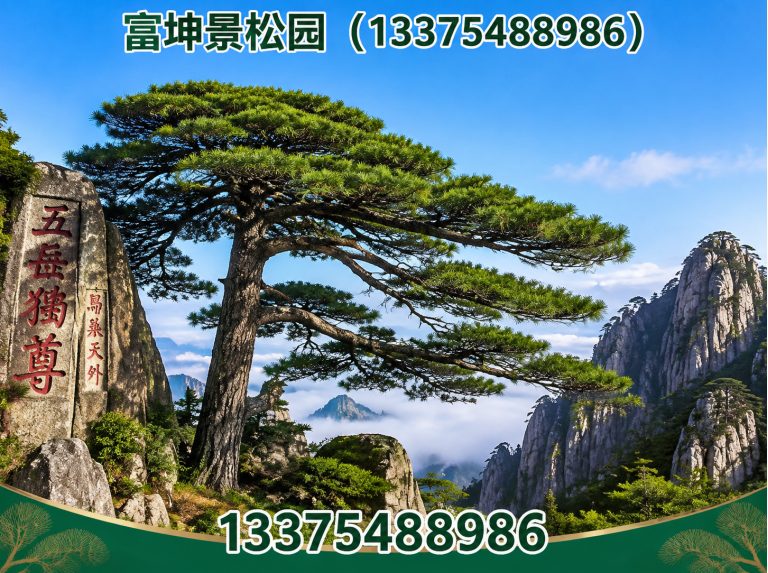 岱岳区绿化苗木展示图
